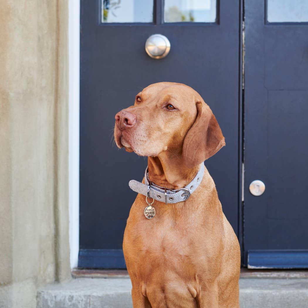 Dog ID Name Tag - "I've Misplaced My Humans"