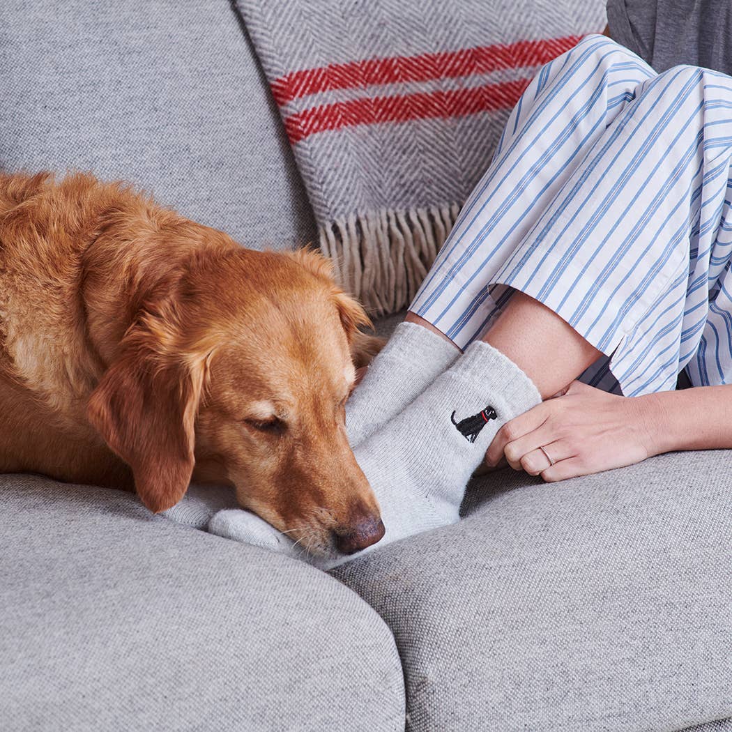 Dog Walking socks - Black Labrador