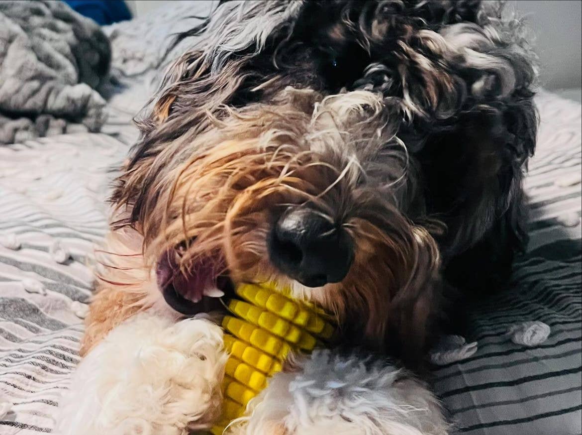 Corn-Shaped Dental Chew Toy: Yellow