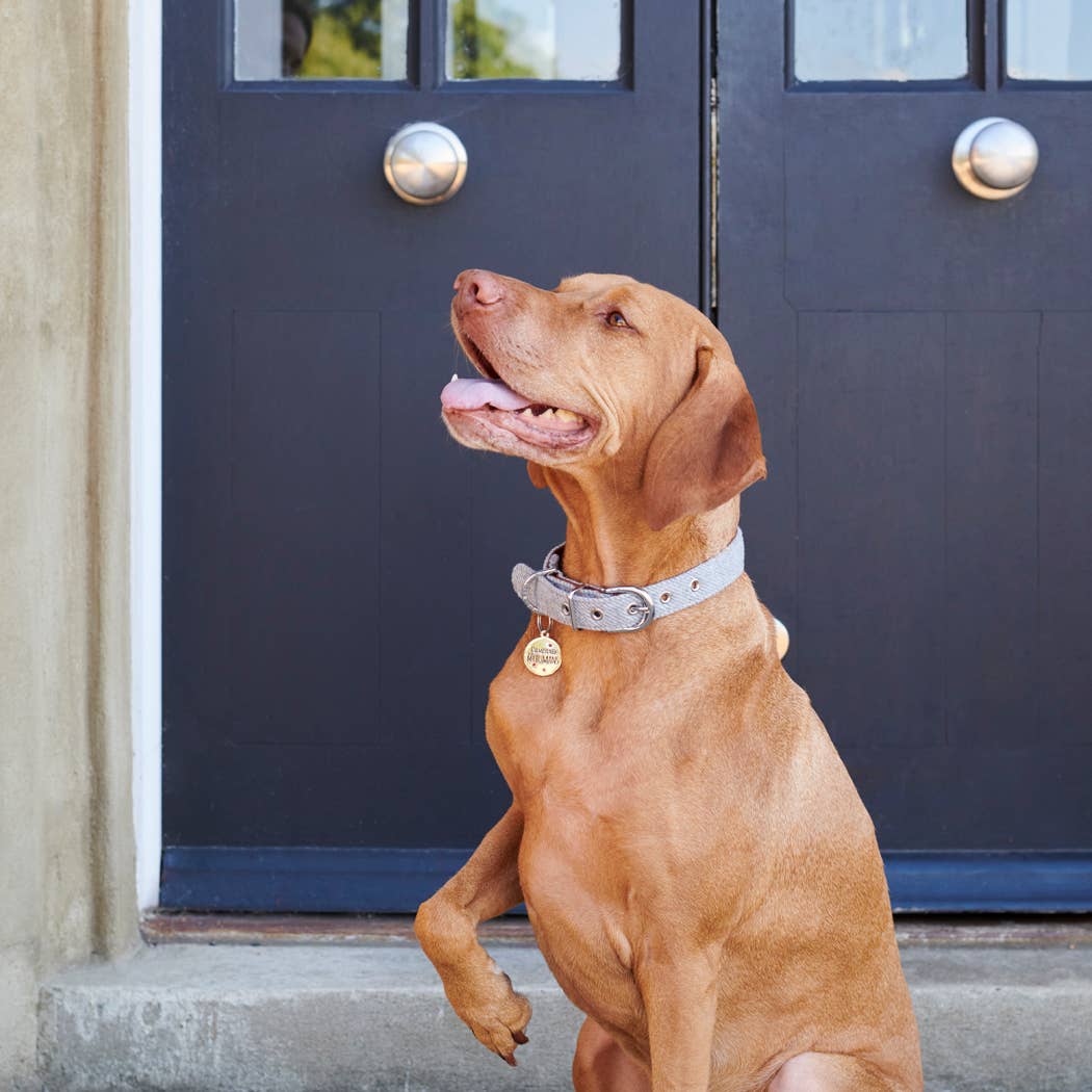 Dog ID Name Tag - "I've Misplaced My Humans"