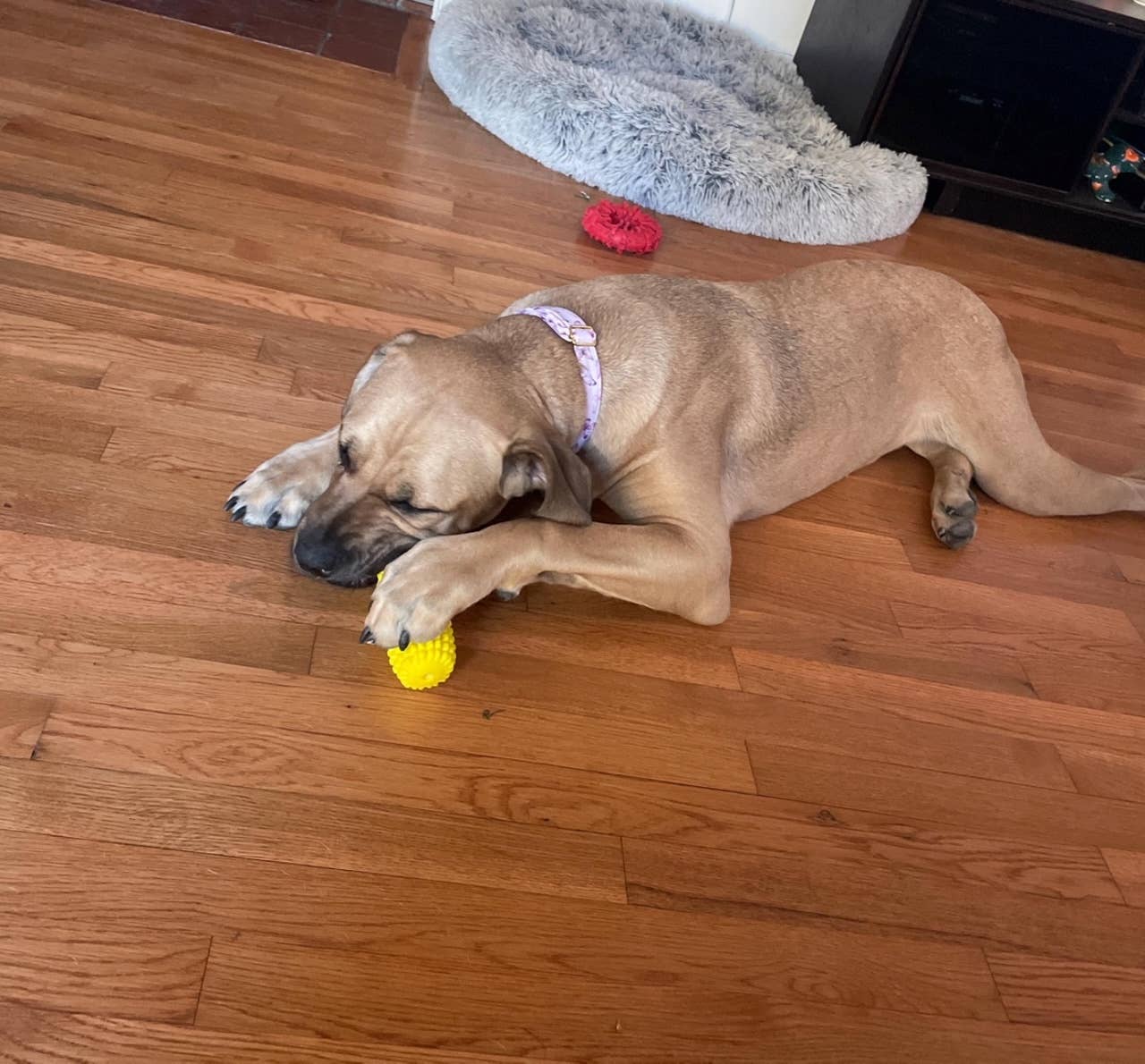 Corn-Shaped Dental Chew Toy: Yellow