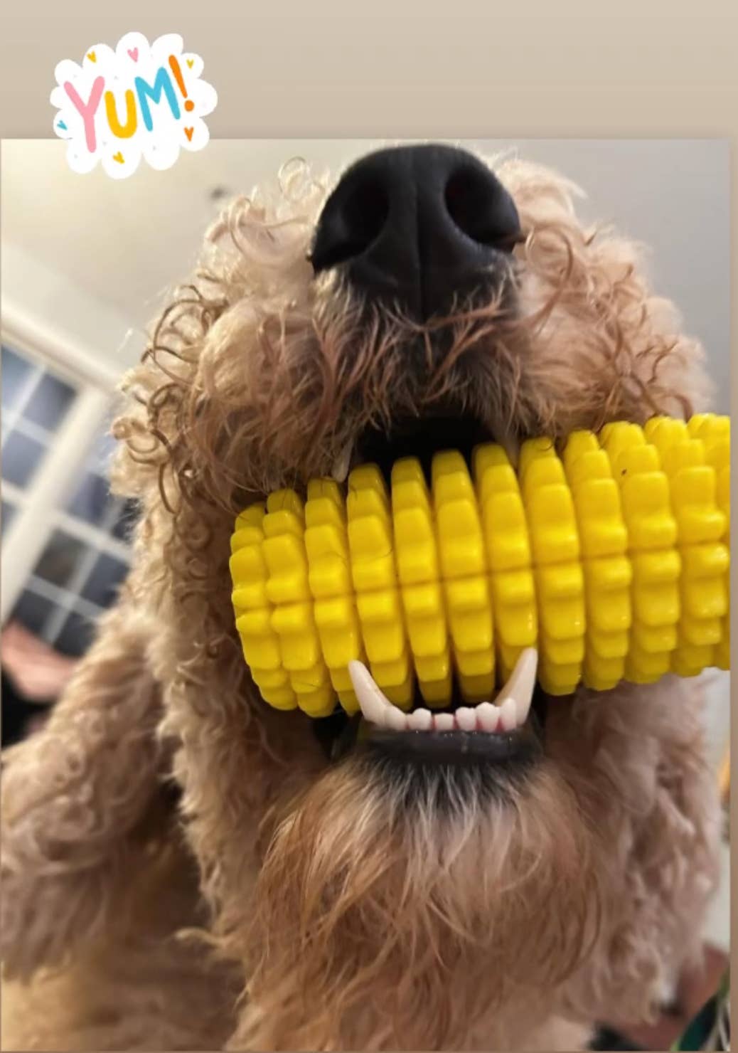 Corn-Shaped Dental Chew Toy: Yellow