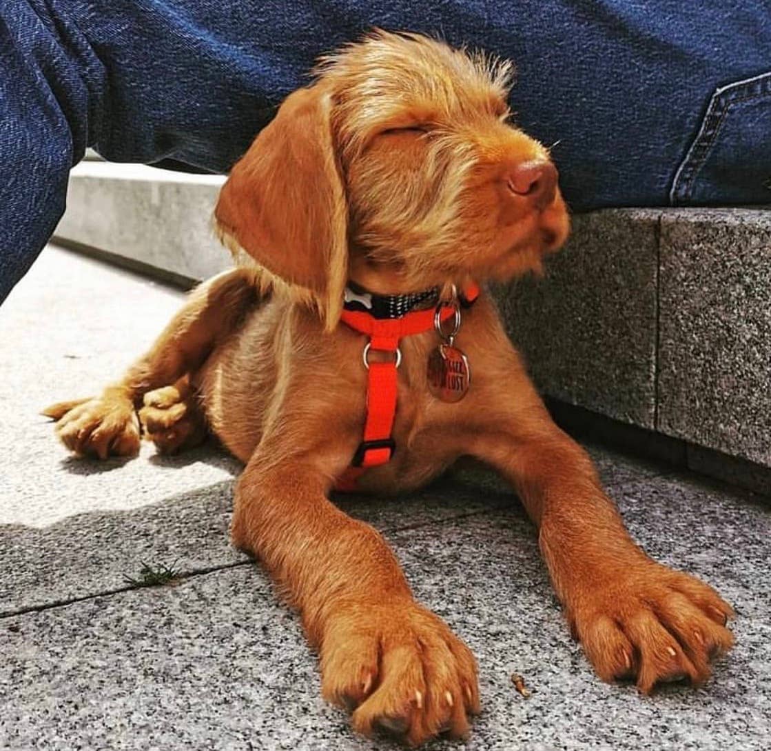 Dog ID Name Tag - "Oh Bugger I'm Lost"